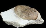 Asaphus (New Species) Trilobite - Russia #46016-1